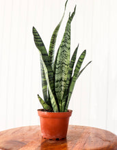 Load image into Gallery viewer, 4" Sansevieria | Snake Plant