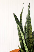 Load image into Gallery viewer, 4" Sansevieria | Snake Plant