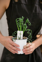 Load image into Gallery viewer, 4" Frizzle Sizzle Plant
