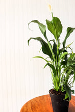 Load image into Gallery viewer, 4" Peace Lily
