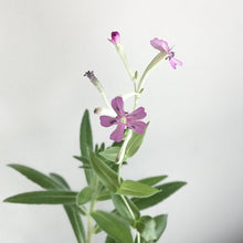 Load image into Gallery viewer, Plantable Greeting Card - Deepest Sympathies
