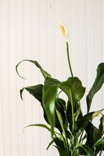 Load image into Gallery viewer, 4" Peace Lily
