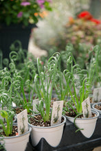 Load image into Gallery viewer, 4" Frizzle Sizzle Plant
