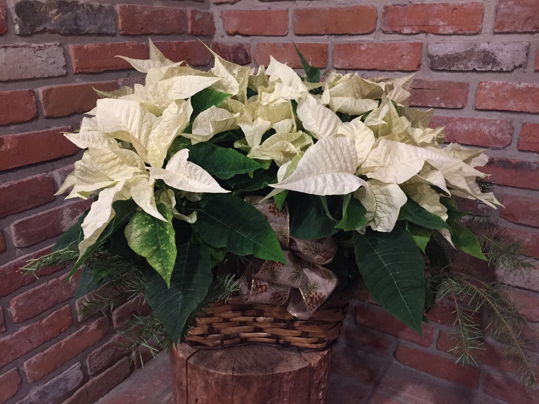 Rustic Poinsettia Basket