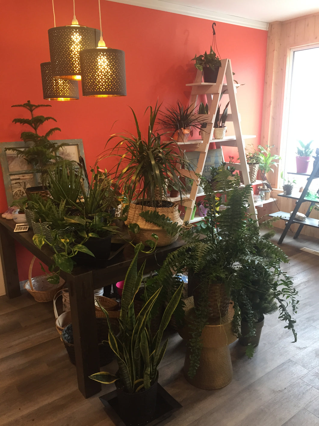 Assorted Plants - NOT SOLD OUT. Not available for purchase online. PLEASE CALL!