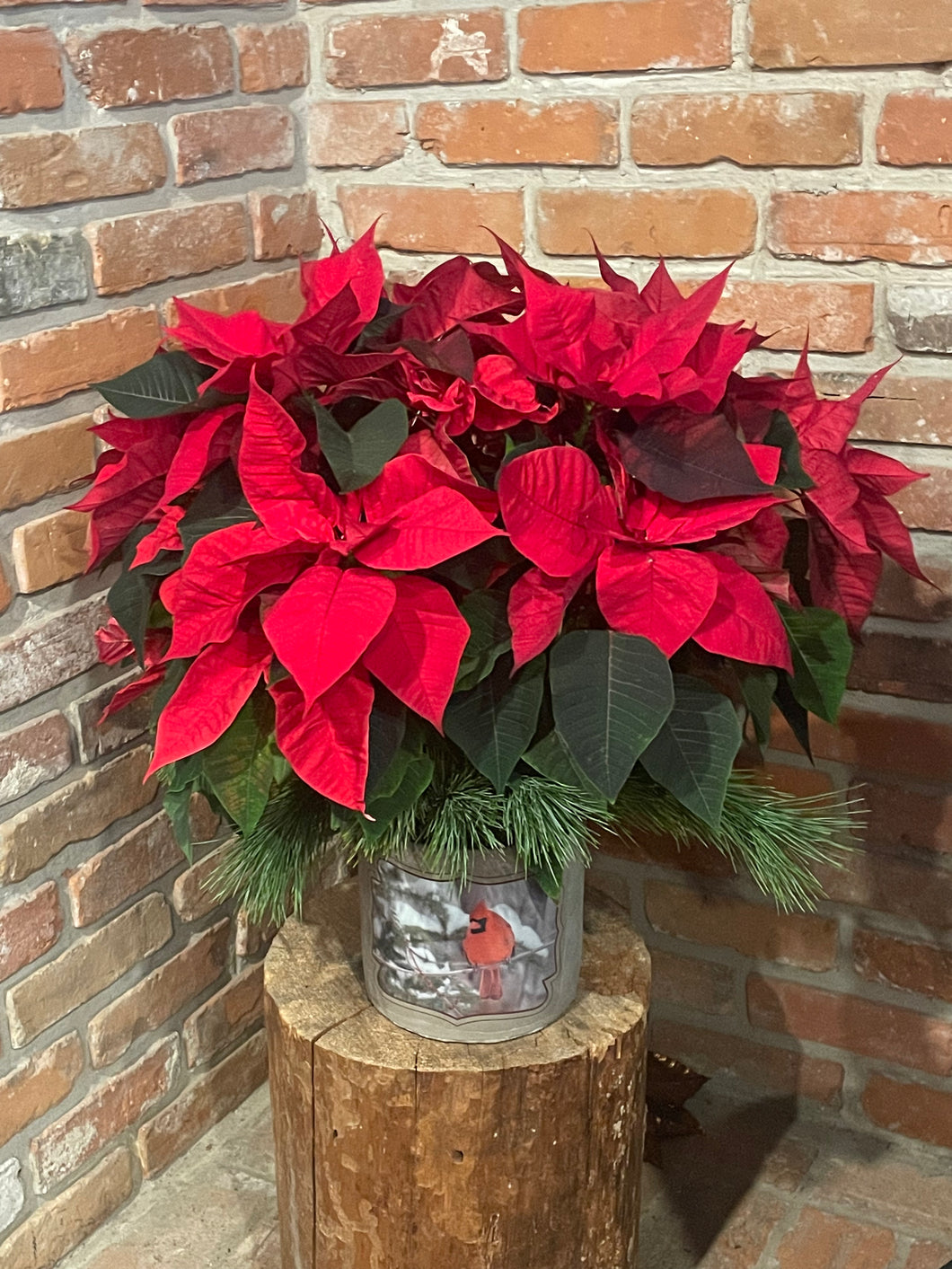 Cardinal Poinsettia